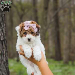 Sandy, Bich-Poo Puppy